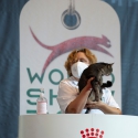 31 ottobre 2021 - domenica - World Winner Domestic Cat - World Show 2021 Foto World Cat Show ANFI - FIFe Vicenza Italy