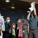 31 ottobre 2021 - domenica - World Winner Domestic Cat - World Show 2021 Foto World Cat Show ANFI - FIFe Vicenza Italy