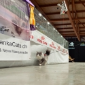 31 ottobre 2021 - domenica - World Show 2021 Foto World Cat Show ANFI - FIFe Vicenza Italy