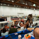 31 ottobre 2021 - domenica - World Show 2021 Foto World Cat Show ANFI - FIFe Vicenza Italy