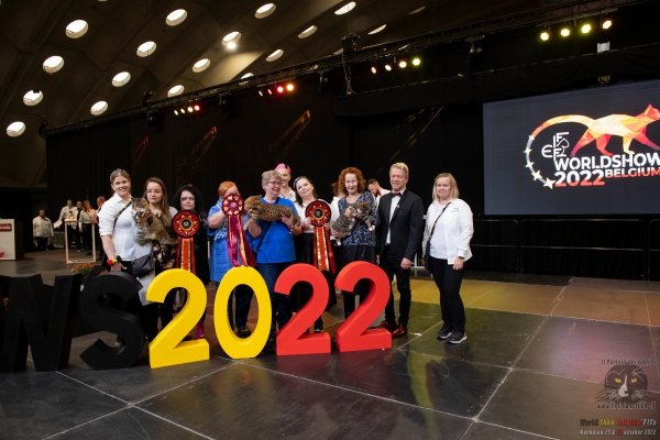 30 october 2022 World Cat Show FIFe World Winner Mechelen Belgium