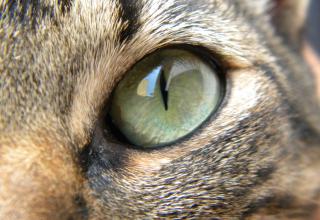 Gli occhi dei gatti sono finestre che ci permettono di vedere dentro un altro mondo