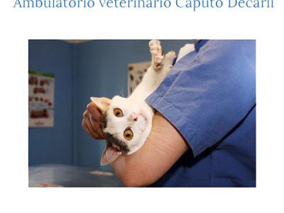 Ambulatorio veterinario Caputo Decarli - Magenta (MI)