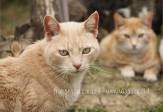 Cipry - I gatti di Cassiopei - Siena
