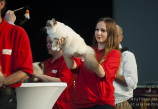 Foto World Cat Show 2016 Wien Austria