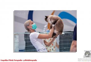 Gatti in Expo. Foto da Mostra Internazionale Felina FPL - FIFe Danzica - Polonia 10 e 11 luglio 2021
