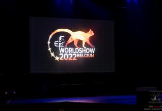 29 october 2022 - World Cat Show FIFe 2022 Mechelen Belgium