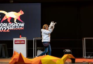 30 october 2022 World Cat Show FIFe World Winner Mechelen Belgium