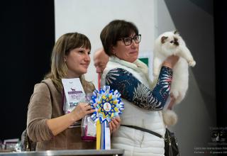 14 - 15 gennaio 2023 Mostra Interazionale Felina ANFI FIFe di Ferrara (sabato)