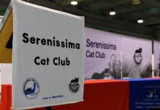 Gatti in Mostra. Expo Felina. Le foto dall'Expo 19 ottobre 2024 World Cat Show WCF Cremona