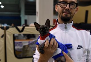 Gatti in Mostra. Expo Felina. Le foto dall'Expo 20 ottobre 2024 World Cat Show WCF Cremona