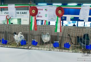 19 & 20 ottobre 2024 World Cat Show WCF Cremona