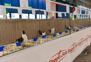 19 & 20 ottobre 2024 World Cat Show WCF Cremona