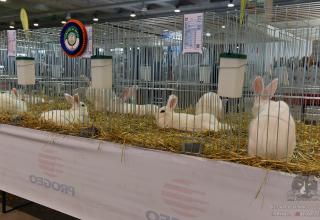 19 & 20 ottobre 2024 World Cat Show WCF Cremona