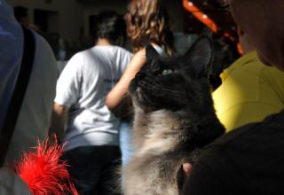 Gatti in mostra. Foto. Esposizione felina Trento 1-2 ottobre 2011.