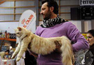 Gatti di razza - Mostra felina San Bonifacio (Verona) 22.02.2012 (secondo giorno)
