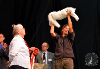 Foto da World Cat Show 2012 Zagabria Croazia - secondo giorno