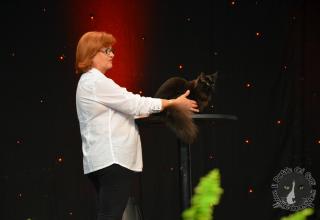 Foto da World Cat Show 2012 Zagabria Croazia - secondo giorno