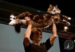 Foto da World Cat Show 2012 Zagabria Croazia - secondo giorno