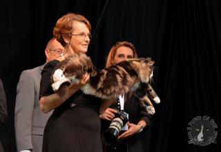 Foto da World Cat Show 2012 Zagabria Croazia - secondo giorno