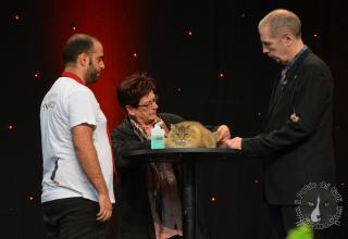 Foto da World Cat Show 2012 Zagabria Croazia - secondo giorno