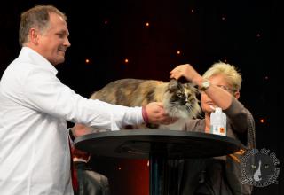 Foto da World Cat Show 2012 Zagabria Croazia - secondo giorno