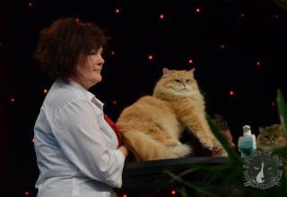 Foto da World Cat Show 2012 Zagabria Croazia - secondo giorno