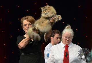 Foto da World Cat Show 2012 Zagabria Croazia - secondo giorno