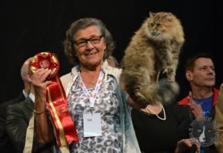 Foto da World Cat Show 2012 Zagabria Croazia - secondo giorno