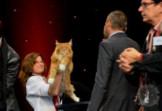 Foto da World Cat Show 2012 Zagabria Croazia - secondo giorno