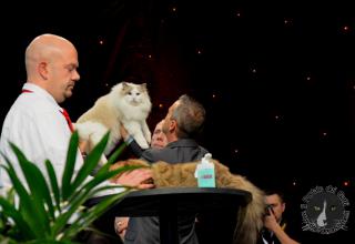 Foto da World Cat Show 2012 Zagabria Croazia - secondo giorno