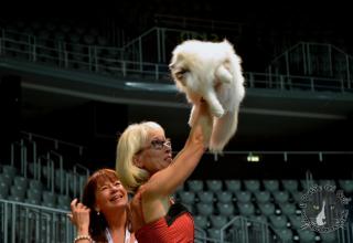 Foto da World Cat Show 2012 Zagabria Croazia - secondo giorno