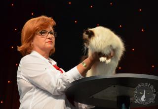 Foto da World Cat Show 2012 Zagabria Croazia - secondo giorno