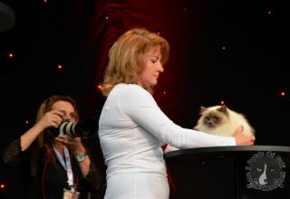 Foto da World Cat Show 2012 Zagabria Croazia - secondo giorno