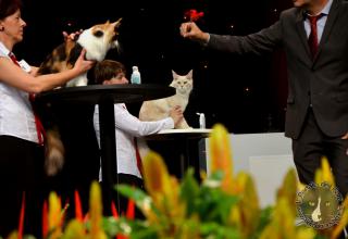 Foto da World Cat Show 2012 Zagabria Croazia - secondo giorno