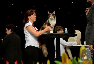 Foto da World Cat Show 2012 Zagabria Croazia - secondo giorno