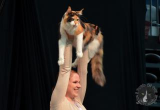 Foto da World Cat Show 2012 Zagabria Croazia - secondo giorno