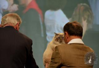 Foto da World Cat Show 2012 Zagabria Croazia - secondo giorno