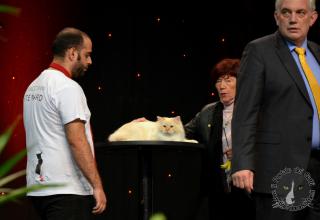 Foto da World Cat Show 2012 Zagabria Croazia - secondo giorno