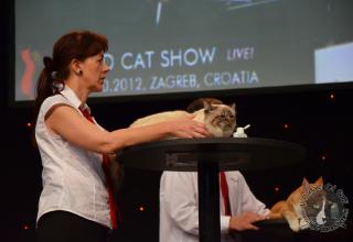 Foto da World Cat Show 2012 Zagabria Croazia - secondo giorno