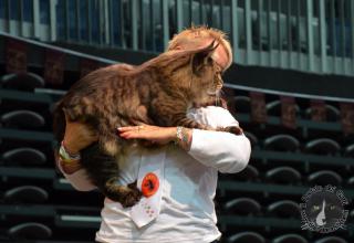 Foto da World Cat Show 2012 Zagabria Croazia - secondo giorno