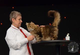 Foto da World Cat Show 2012 Zagabria Croazia - secondo giorno