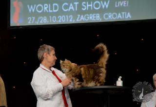 Foto da World Cat Show 2012 Zagabria Croazia - secondo giorno