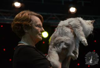 Foto da World Cat Show 2012 Zagabria Croazia - secondo giorno