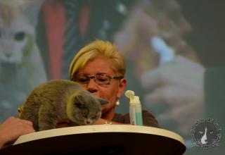 Foto da World Cat Show 2012 Zagabria Croazia - secondo giorno