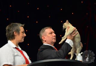 Foto da World Cat Show 2012 Zagabria Croazia - secondo giorno