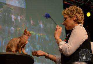 Foto da World Cat Show 2012 Zagabria Croazia - secondo giorno