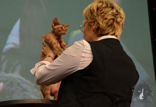 Foto da World Cat Show 2012 Zagabria Croazia - secondo giorno