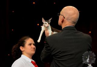 Foto da World Cat Show 2012 Zagabria Croazia - secondo giorno