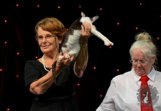 Foto da World Cat Show 2012 Zagabria Croazia - secondo giorno